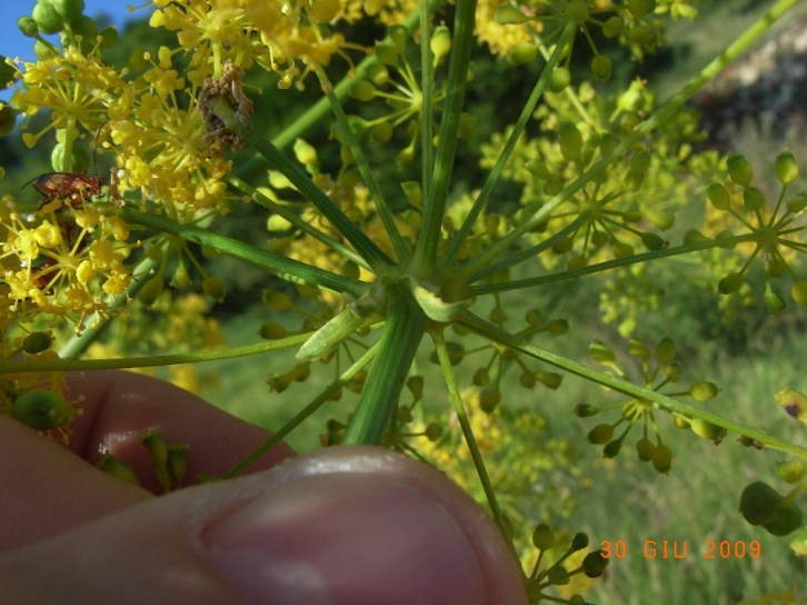 Opopanax chironium / Opopanide comune